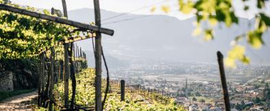 01 Lagundo Waalweg Trail: From Tel to Castel Tirolo