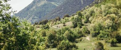 Sentiero forestale ombreggiato sul Monte Tramontana